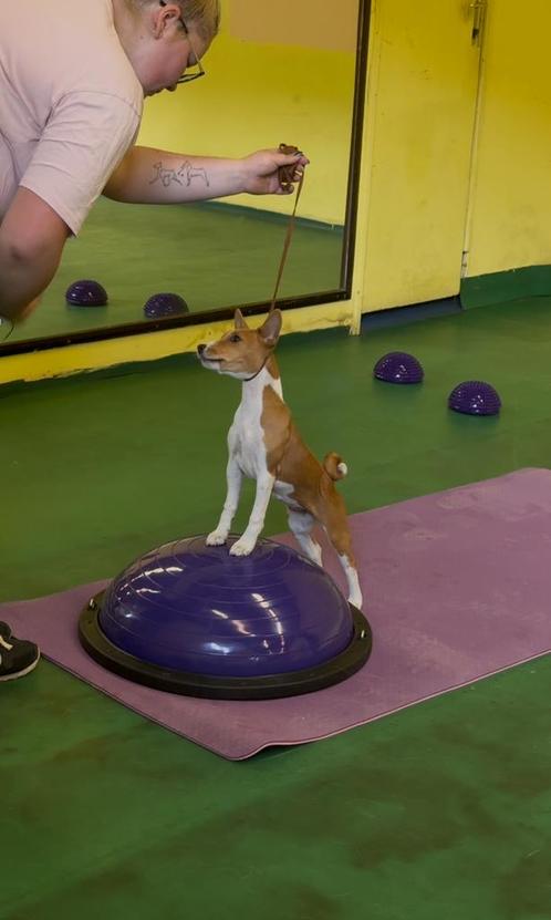 Balans halve bal hond, Dieren en Toebehoren, Honden-accessoires, Nieuw, Ophalen of Verzenden