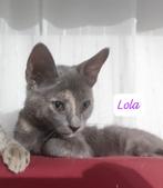 MJM Dogs Foundation: Bimba en Lola, Poes, Kortharig, 0 tot 2 jaar
