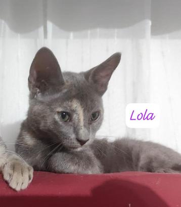 MJM Dogs Foundation: Bimba en Lola beschikbaar voor biedingen