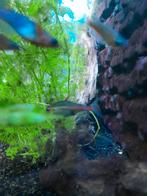 Vuurneon 1 stuks, Vis, Zoetwatervis, Schoolvis