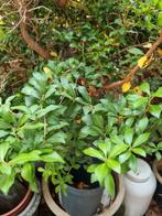 Pieris Variegata - Bonte Hulst, Ophalen of Verzenden, Overige soorten