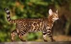 oppas gezocht voor 2 bengaalse katten, Dieren en Toebehoren, Poes, Kortharig, 3 tot 5 jaar