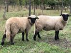 Shropshire rammen, Dieren en Toebehoren, Schapen, Geiten en Varkens, Mannelijk, Schaap