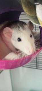 Lola & Luna zoeken een nieuw, liefdevol huis, Dieren en Toebehoren, Rat, Vrouwelijk, November, Tam