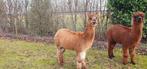 Alpaca hengst, Dieren en Toebehoren, April, Mannelijk