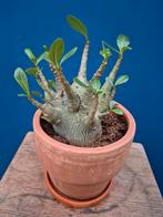 Adenium Baobab xl p17 (4)
