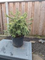 Te koop: kerstboom met wortels in pot (Enschede), Ophalen, Zo goed als nieuw