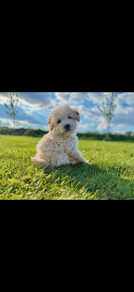 Te koop dwergpoedel pups, Dieren en Toebehoren, Honden | Chihuahua's en Gezelschapshonden, Reu, Poedel, Particulier, Meerdere