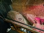 Terrarium, Dieren en Toebehoren, Reptielen en Amfibieën