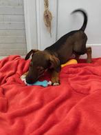 Maly – klein meisje uit Bosnië met een groot hart, Dieren en Toebehoren, Honden | Niet-rashonden, Particulier, Rabiës (hondsdolheid)