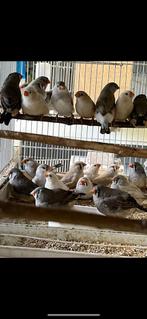 Zebravinken,japanse meeuwen enz gezocht, Meerdere dieren, Tropenvogel