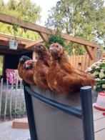 Gezocht antwerpse baardkriel hen, Dieren en Toebehoren, Pluimvee, Meerdere dieren, Kip