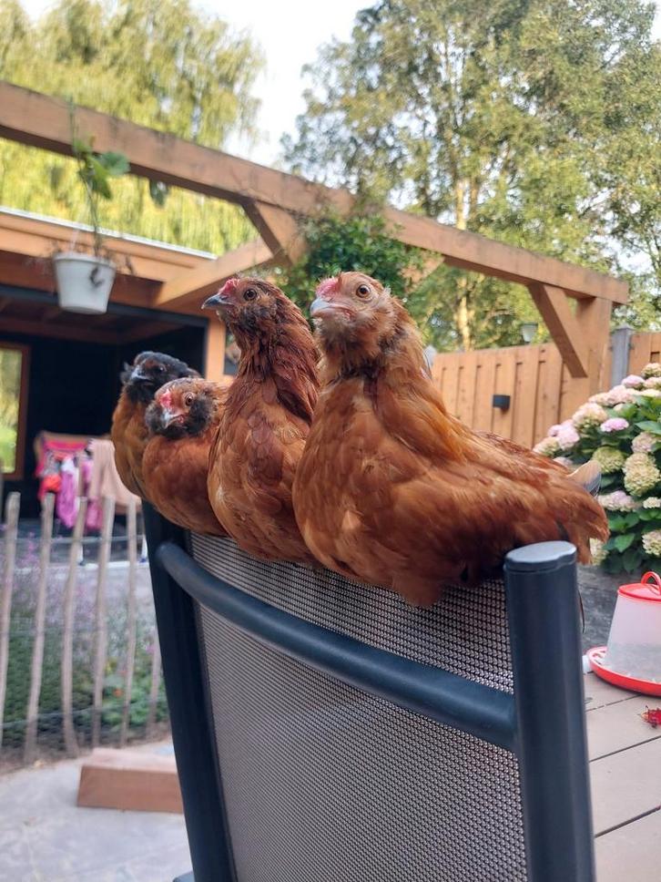 Gezocht antwerpse baardkriel hen, Dieren en Toebehoren, Pluimvee, Kip, Meerdere dieren