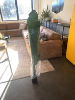 Yuka kunst planten, Ophalen, Halfschaduw, 100 tot 150 cm