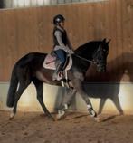Zeer fijn te rijden 3,5 jarige zwarte d sportpony, Dieren en Toebehoren, Pony's, Merrie, B, Gechipt, Dressuurpony