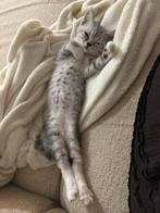 Britse kort haar laatste 2 schatjes, Dieren en Toebehoren, Katten en Kittens | Overige Katten, Meerdere dieren