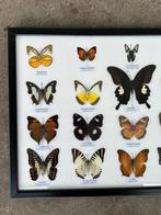 Opgezette vlinders in lijst, Ophalen of Verzenden, Nieuw, Insect, Opgezet dier