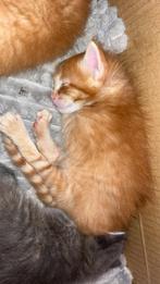 Kittens allen nog die grijze over 2 oranje, Poes, Ontwormd