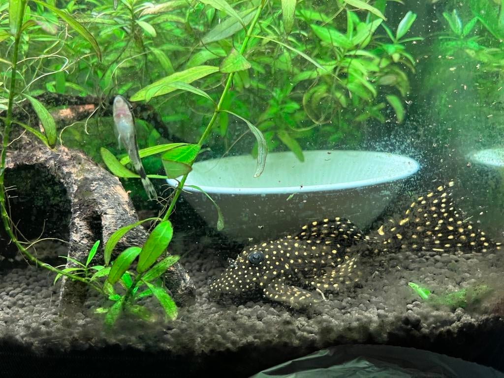 Pleco (L007, L29 of L240) herplaatsing, Dieren en Toebehoren, Vissen | Aquariumvissen, Vis, Zoetwatervis