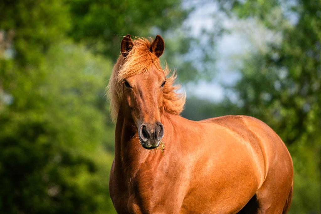 Leukste IJslander x Quarter merrie met sportpotentie, Dieren en Toebehoren, Paarden, Merrie, Minder dan 160 cm, Met stamboom, 3 tot 6 jaar