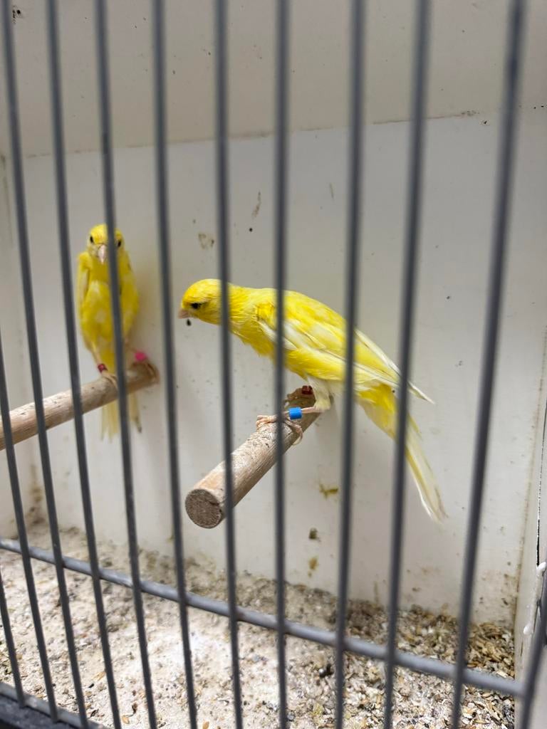 Te koop Cobra kanaries, Dieren en Toebehoren, Meerdere dieren, Kleurkanarie