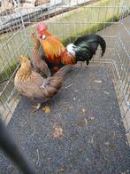 Hollandse kriel, Dieren en Toebehoren, Meerdere dieren, Kip