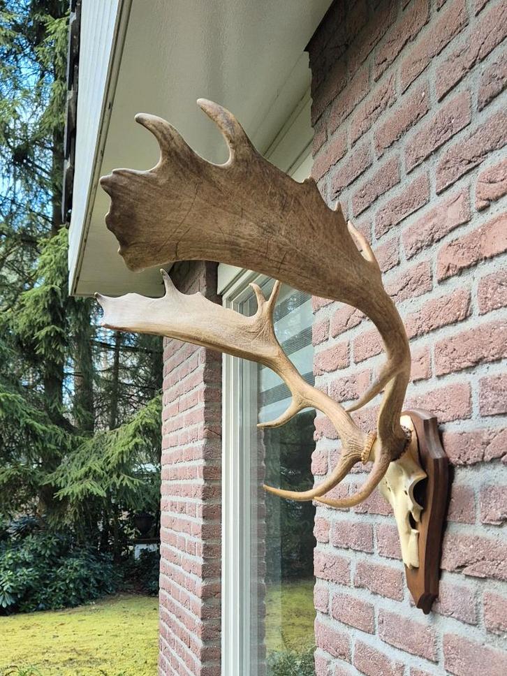 Mooi Damhert Gewei Jacht Mancave overkapping landelijk g34, Verzamelen, Dierenverzamelingen, Zo goed als nieuw, Gewei of Kop, Hert