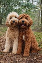 Australiën Labradoodle pups verwacht, Overige rassen, 8 tot 15 weken, Parvo, Meerdere