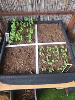 Makkelijke Moestuin bak met zaden, Ophalen, Volle zon