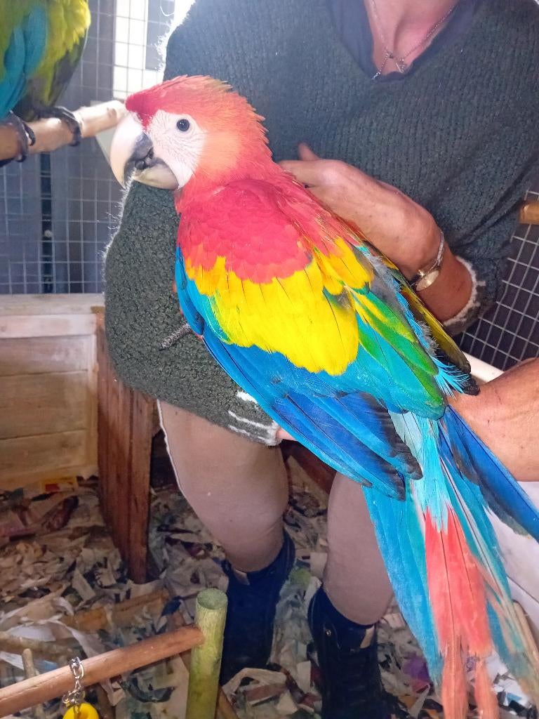 geelvleugel ara, Dieren en Toebehoren, Vogels | Parkieten en Papegaaien, Meerdere dieren, Papegaai, Geringd