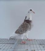 Postduif kleurpostduif kleurpostduiven, Dieren en Toebehoren, Mannelijk, Postduif