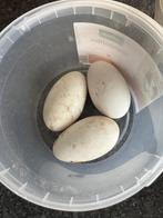 ganzen ei eieren, Meerdere dieren, Gans of Zwaan