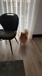 Wij zoeken oppas voor Pablo, Particuliere oppas