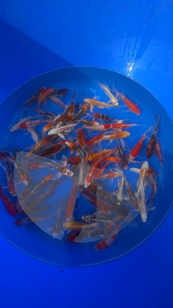 Butterfly koi Mix, Dieren en Toebehoren, Vissen | Vijvervissen, Karper of Koi