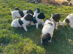 Friese stabij pups, Overige rassen, 8 tot 15 weken, Meerdere, Meerdere dieren