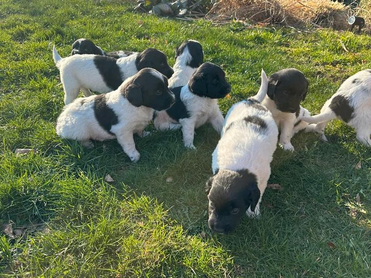 Friese stabij pups, Dieren en Toebehoren, Honden | Retrievers, Spaniëls en Waterhonden, Meerdere dieren, Overige rassen, Particulier