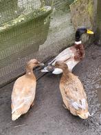 Trio eenden, Dieren en Toebehoren, Meerdere dieren, Eend