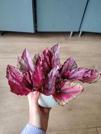 Begonia, Overige soorten, Minder dan 100 cm, Bloeiende kamerplant, Halfschaduw