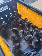 Amrock groot kuikens, Dieren en Toebehoren, Ophalen of Verzenden, Kippenhok of Kippenren