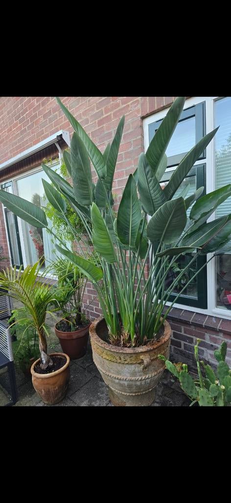 Prachtige strelitzia reginae +-185cm hoog, Tuin en Terras, Planten | Bomen, Overige soorten, 100 tot 250 cm, Zomer, Ophalen