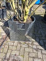 Roosters met uitsparing - rooster waterornament, Ophalen