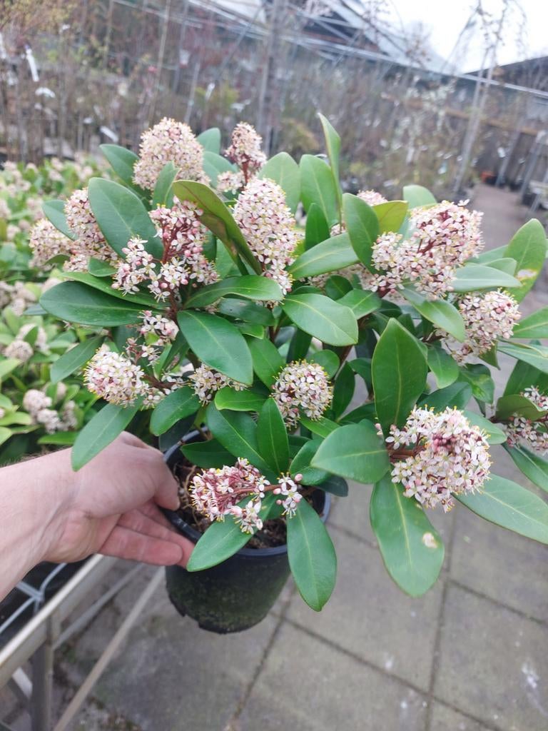 Skimmia rubella, Tuin en Terras, Ophalen, Overige soorten, Volle zon