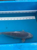 Asagi 45cm koi, Karper of Koi