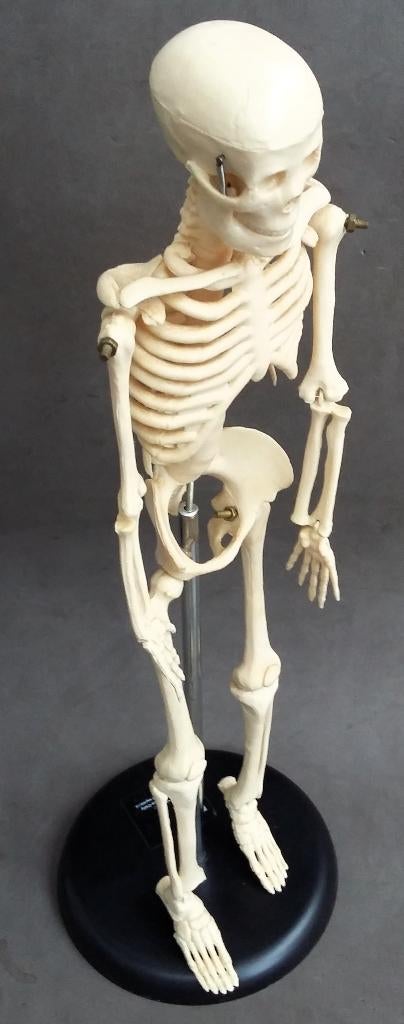 Leermodel Onderwijs Anatomie Les Biologie Mens Menselijk, Ophalen of Verzenden, Gebruikt, Mens