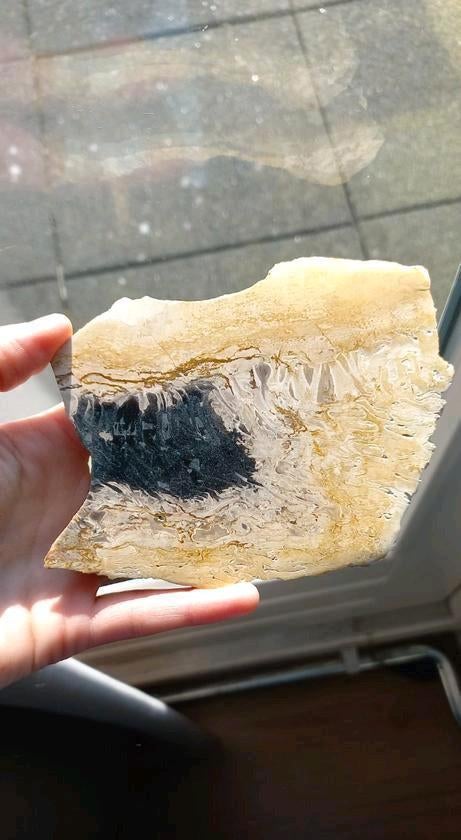 Versteend hout plak, Ophalen of Verzenden, Mineraal