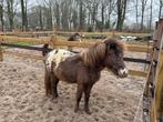 Verschillende knappe falabella paarden te koop, Dieren en Toebehoren, Pony's, Hengst, A pony (tot 1.17m), 0 tot 2 jaar