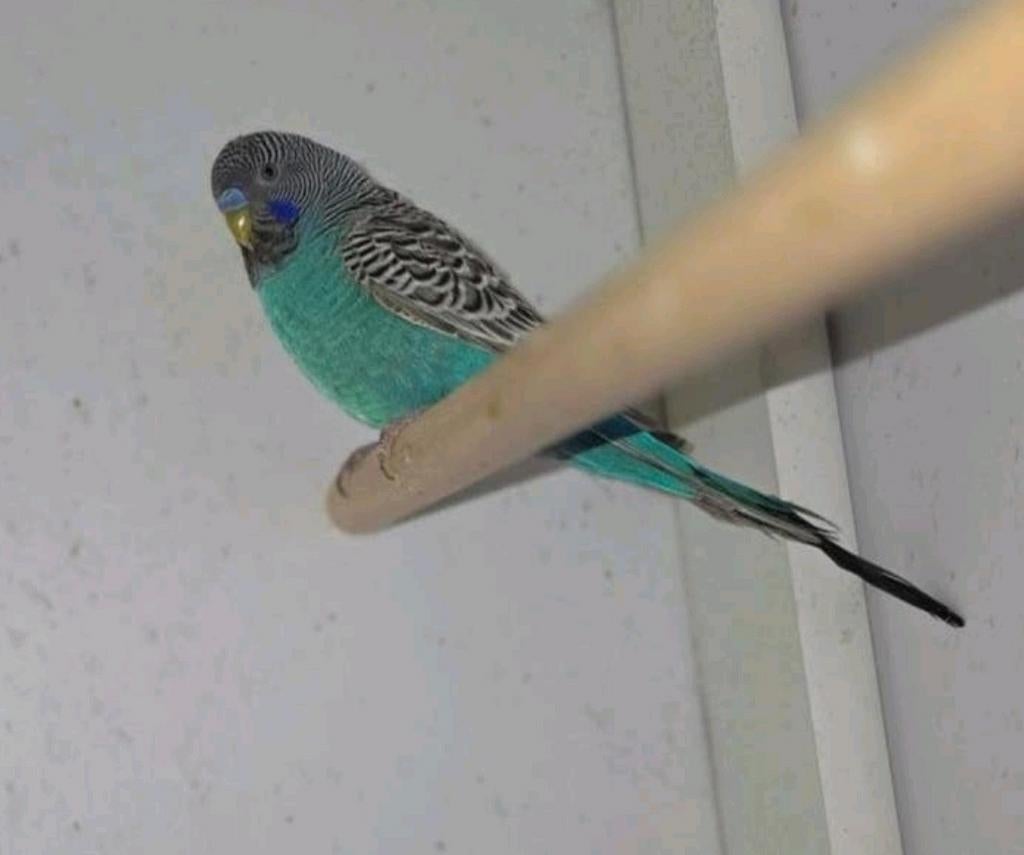 Blackface split blackwing man, Dieren en Toebehoren, Mannelijk, Parkiet, Geringd