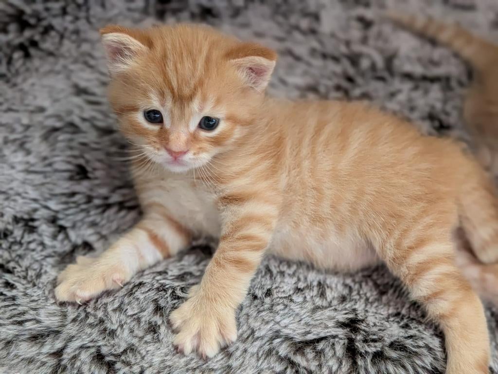 Kruising Pers & Maine Coon/ Eur. Korth.  kittens, Dieren en Toebehoren, Katten en Kittens | Raskatten | Korthaar, Meerdere dieren