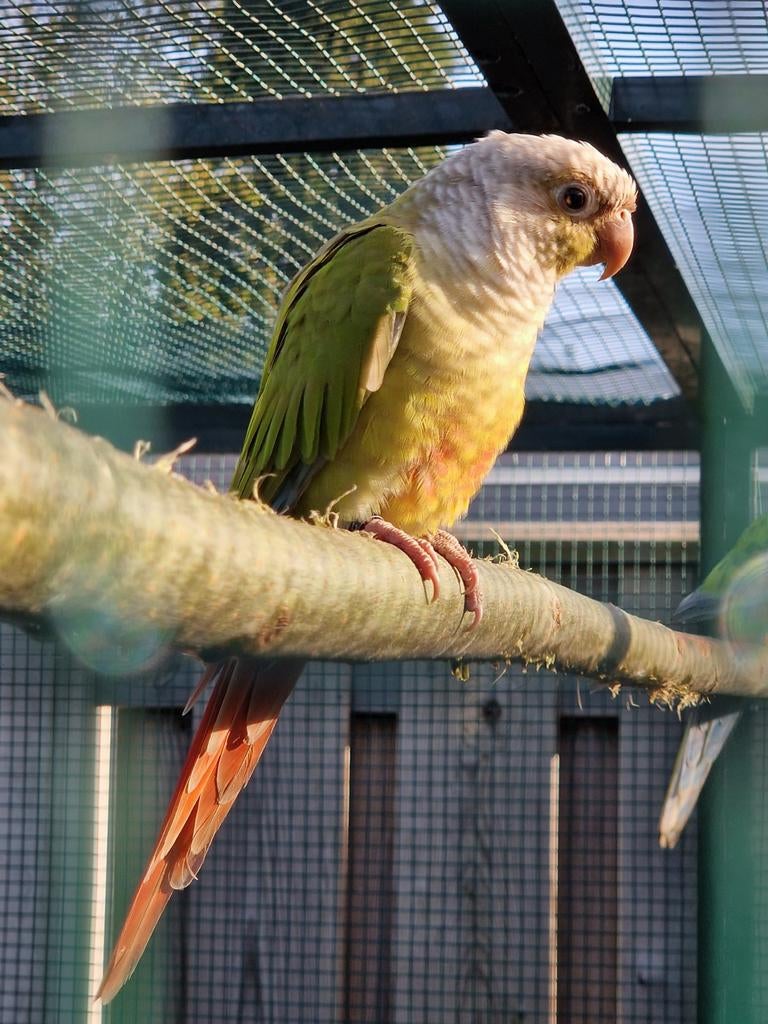 Mooi koppel pyrhrua.s, Meerdere dieren, Parkiet