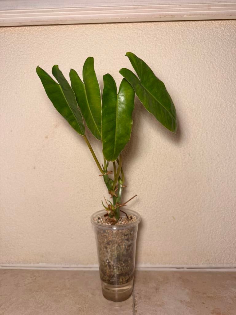 Philodendron burl marx, Huis en Inrichting, Ophalen of Verzenden, Halfschaduw, Minder dan 100 cm